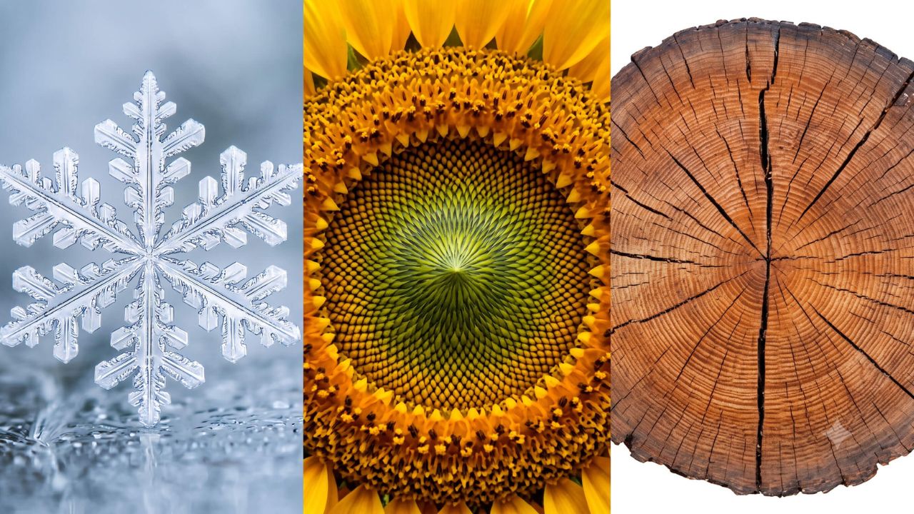 Mandala geometrie sacree nature rosace traditions universelles